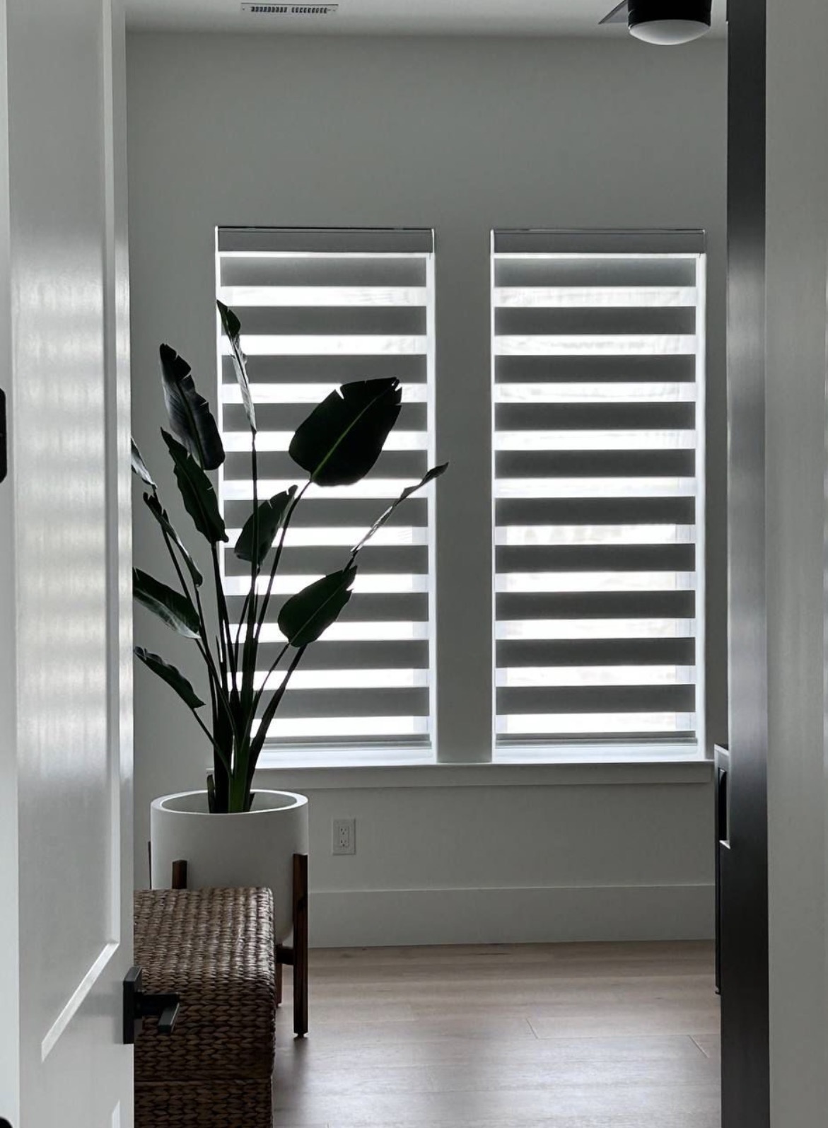White zebra blinds on two windows in a bright hallway with a large plant